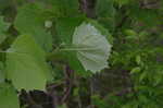 American sycamore